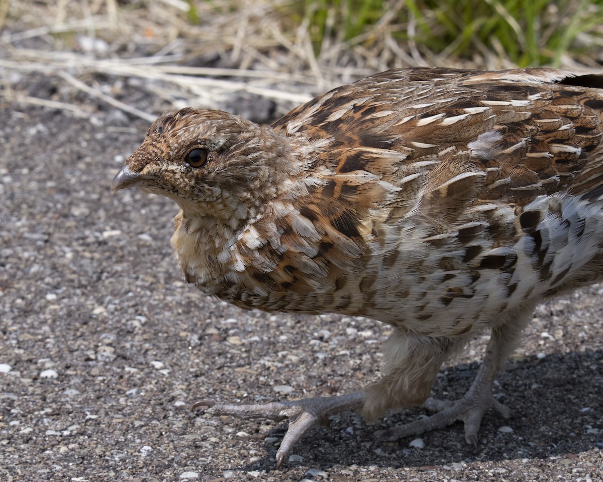 Ruffed Grouse - ML582233481