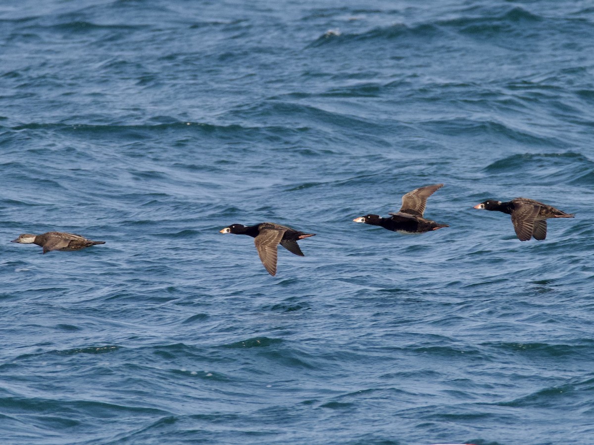 Surf Scoter - ML582235901