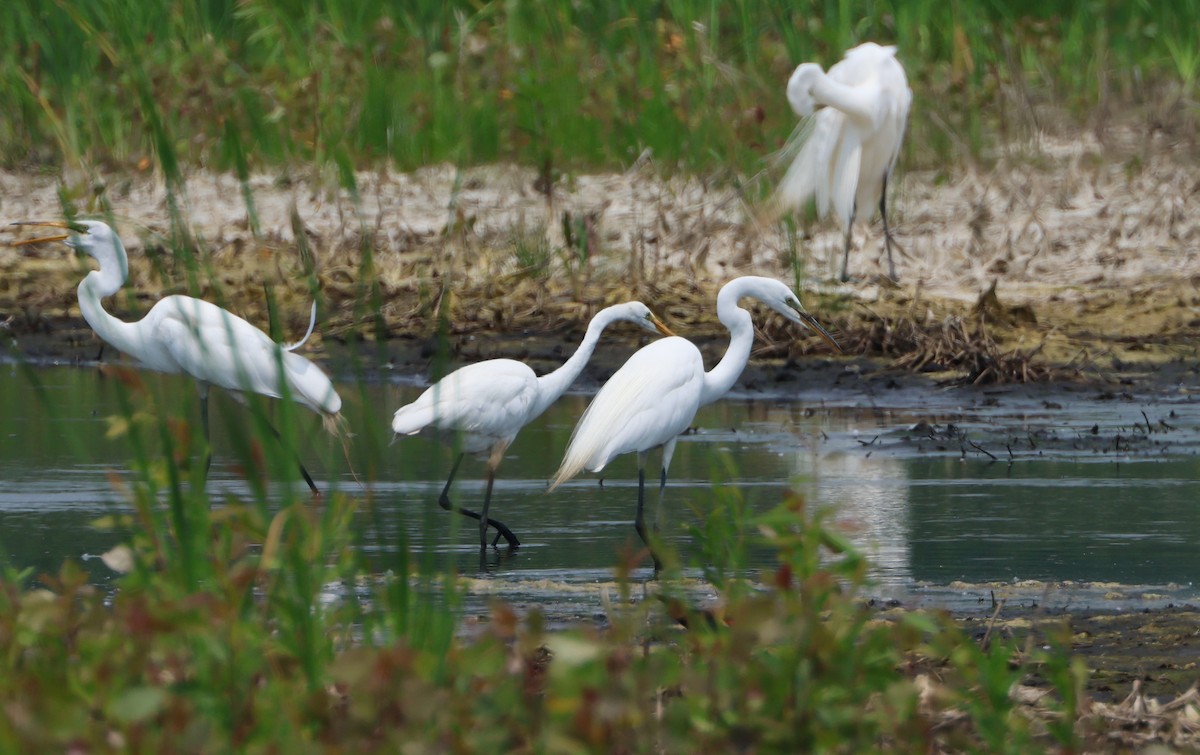 Great Egret - ML582236111