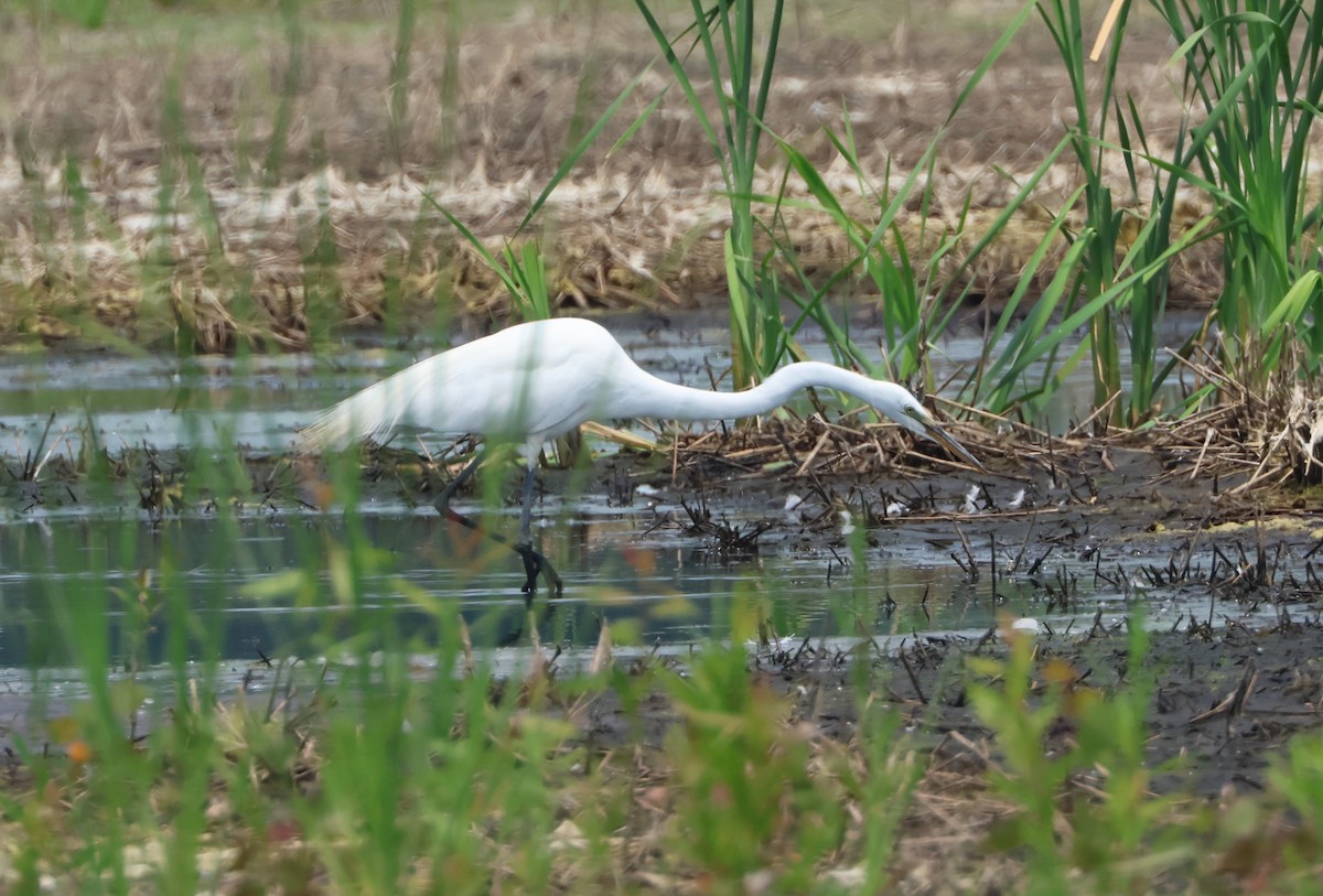 Great Egret - ML582236121