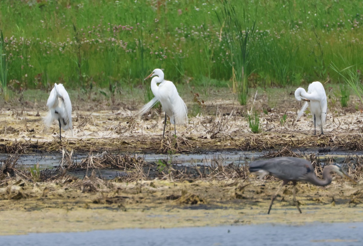 Great Egret - ML582236131