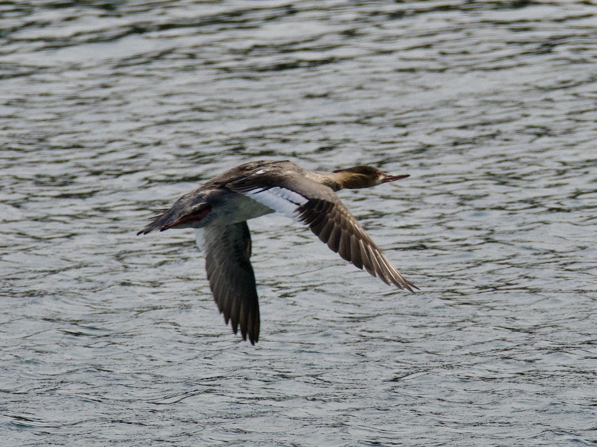 Red-breasted Merganser - ML582236151