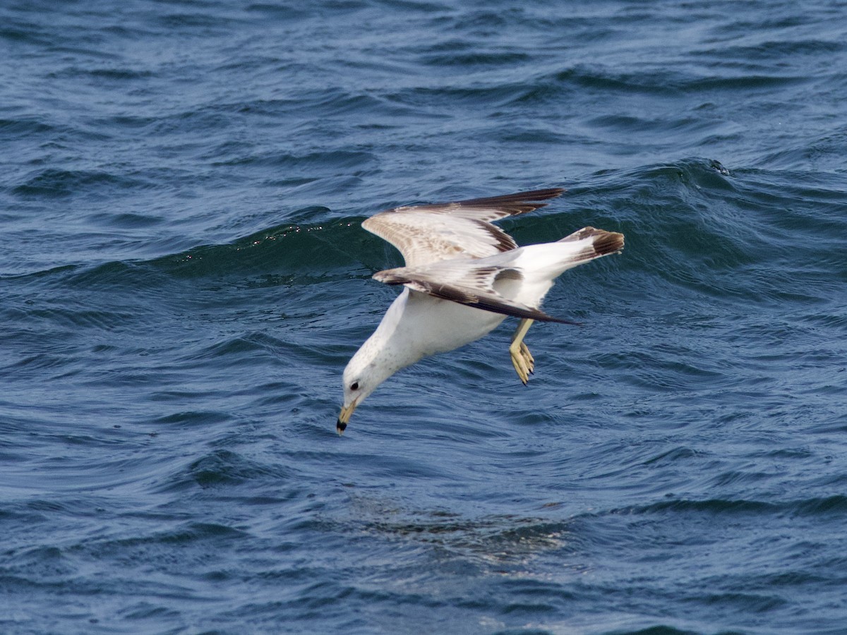Ring-billed Gull - ML582236621