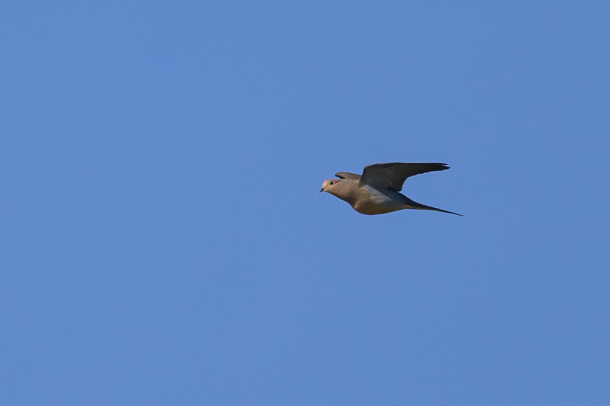Mourning Dove - ML582237261