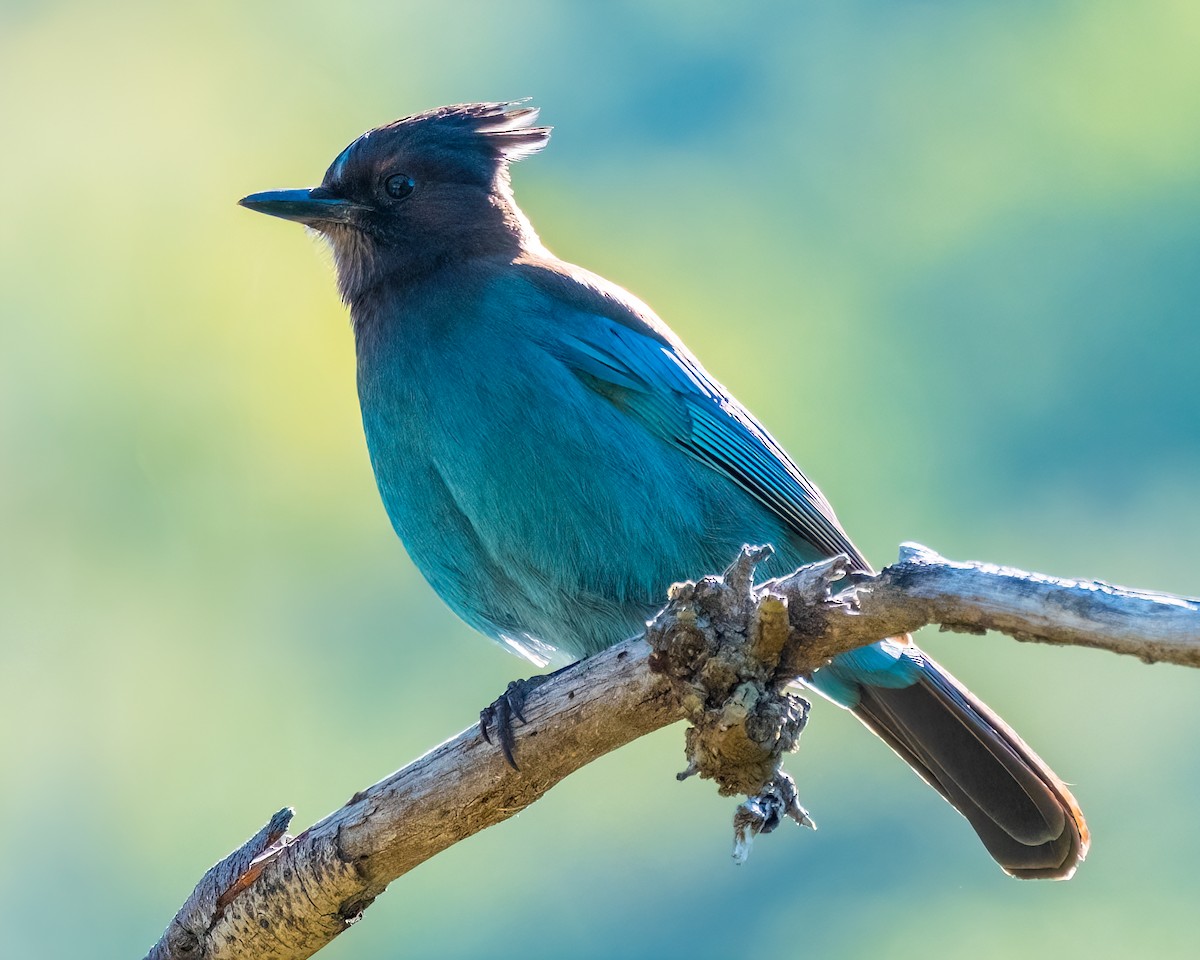 Steller's Jay - ML582237991