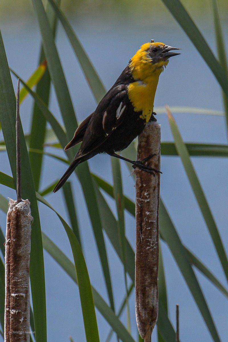 Yellow-headed Blackbird - Christian Newton