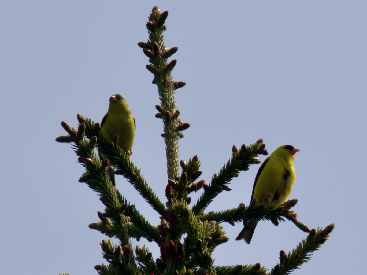 American Goldfinch - ML582238591