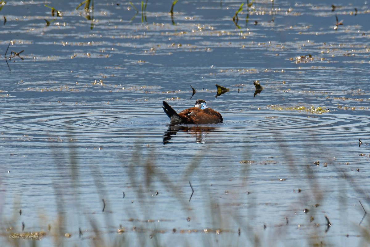 Ruddy Duck - Christian Newton