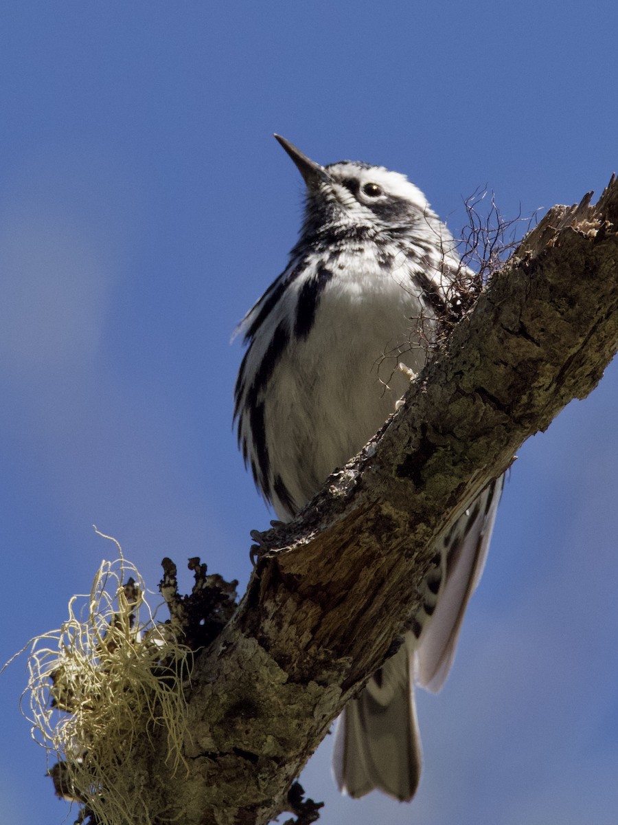 Black-and-white Warbler - ML582239611