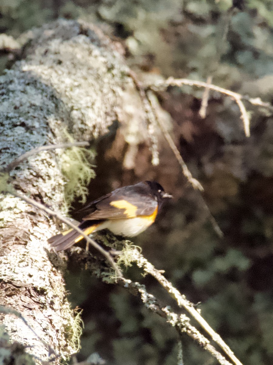 American Redstart - ML582239871