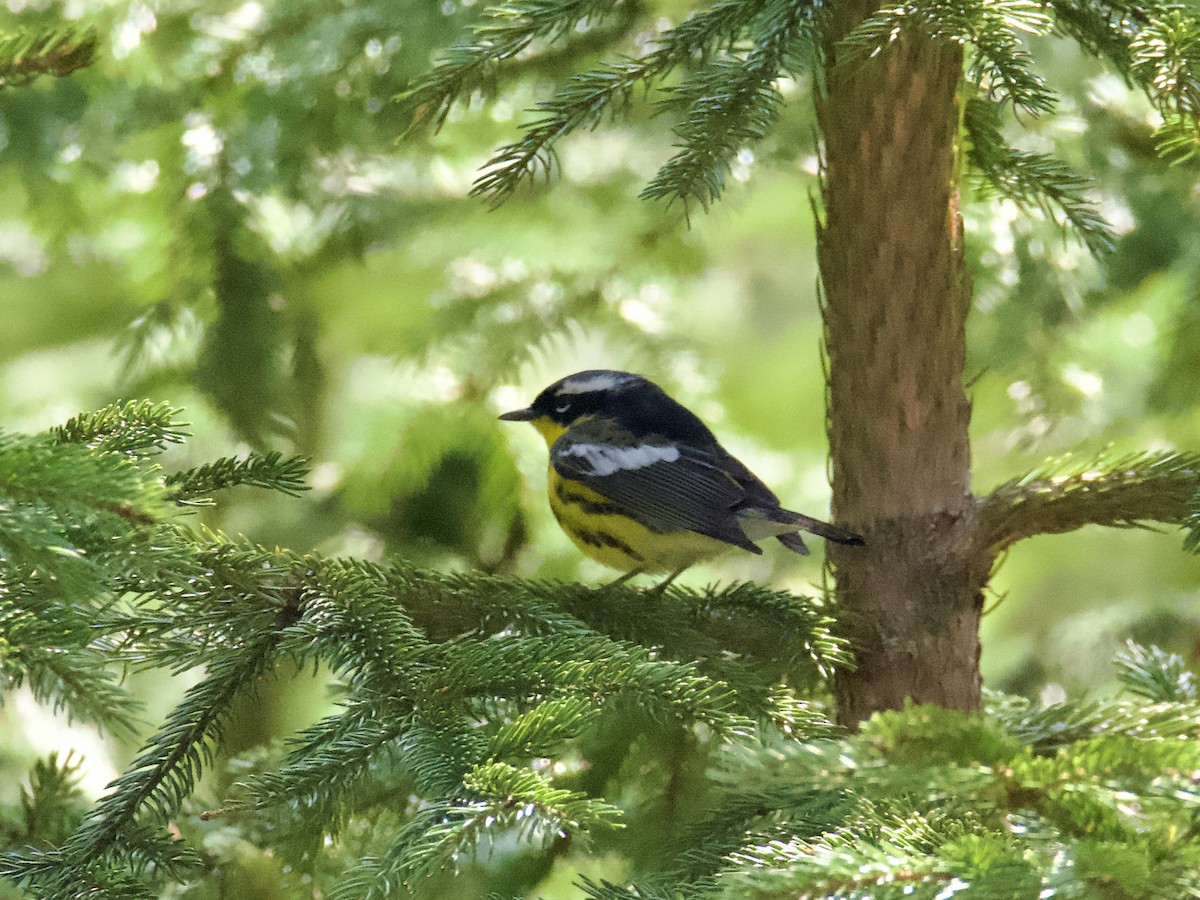 Magnolia Warbler - ML582240081