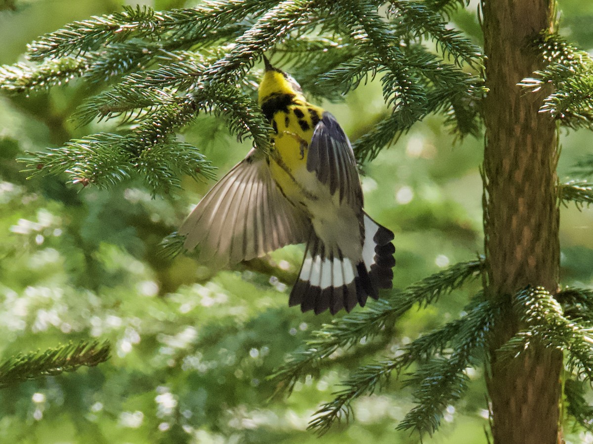 Magnolia Warbler - ML582240091