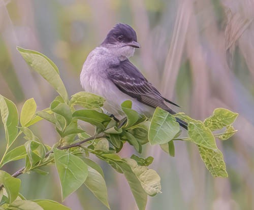 Eastern Kingbird - ML582240821