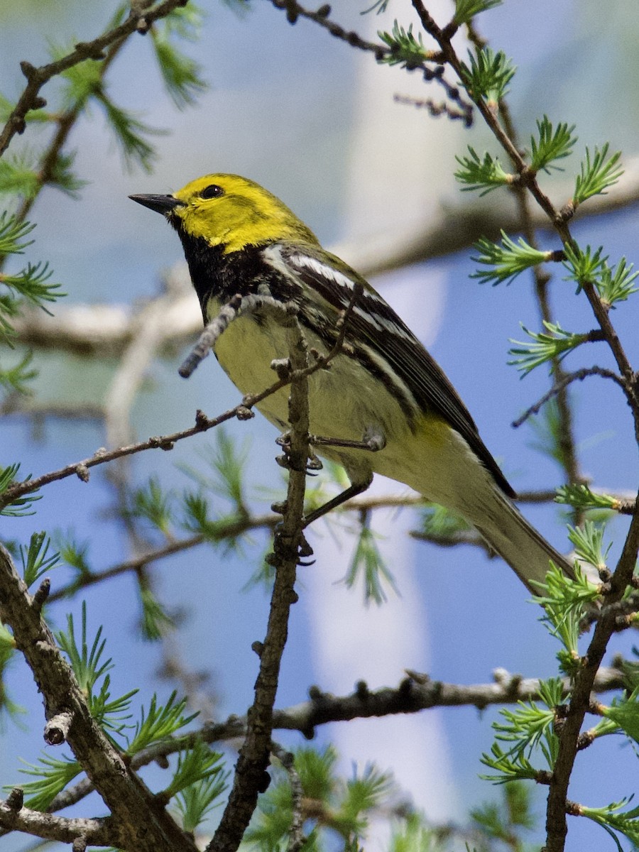 Black-throated Green Warbler - ML582240901