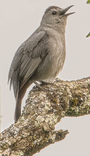 Gray Catbird - ML582241051