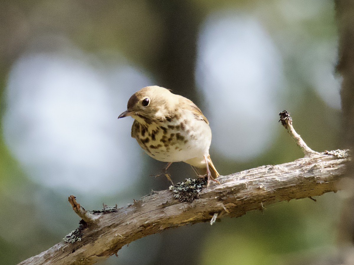 Hermit Thrush - ML582241131