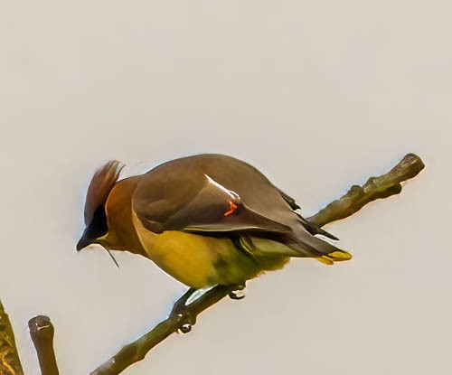 Cedar Waxwing - ML582241141