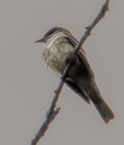 Eastern Wood-Pewee - ML582241441