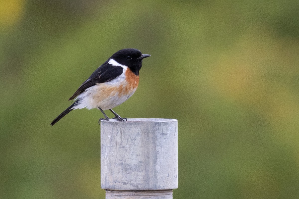 African Stonechat - Marcin Dyduch