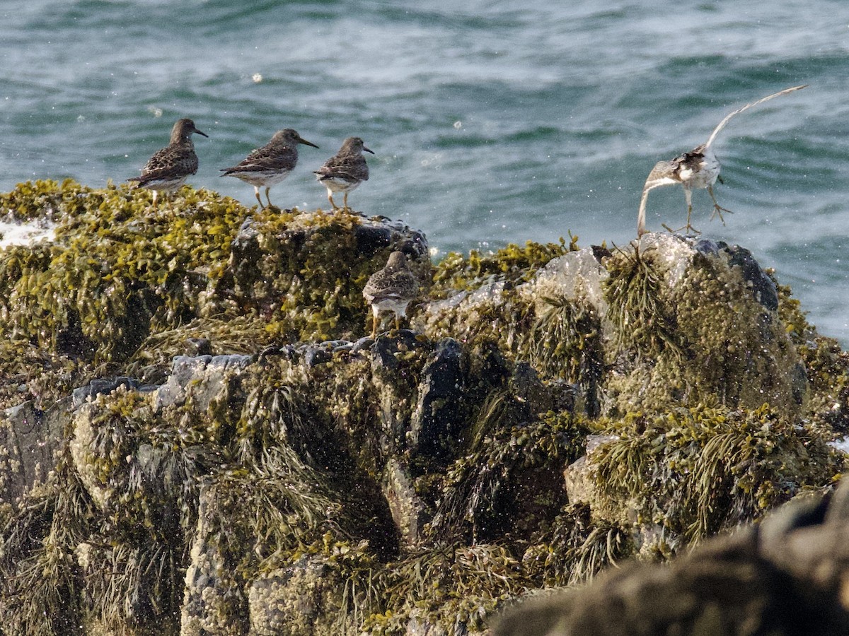 Purple Sandpiper - ML582241881