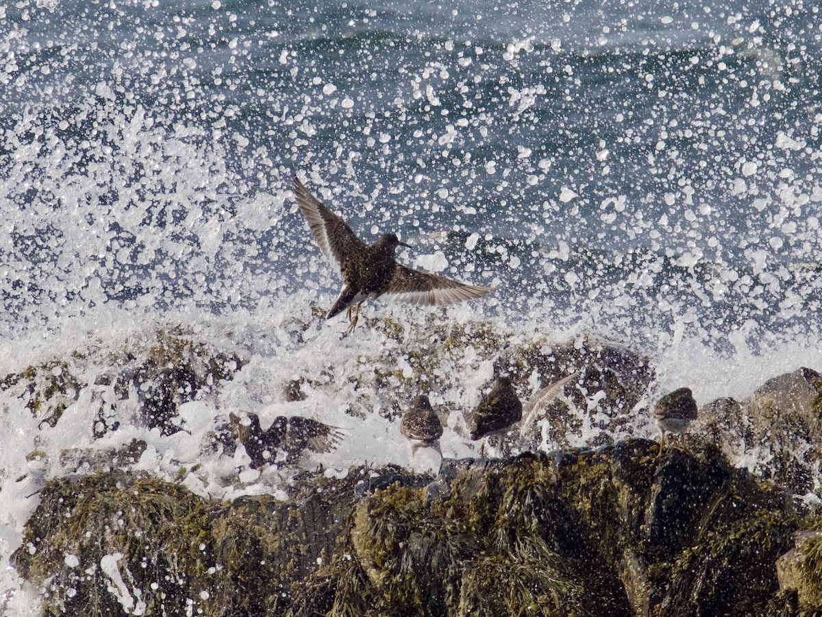 Purple Sandpiper - ML582241891