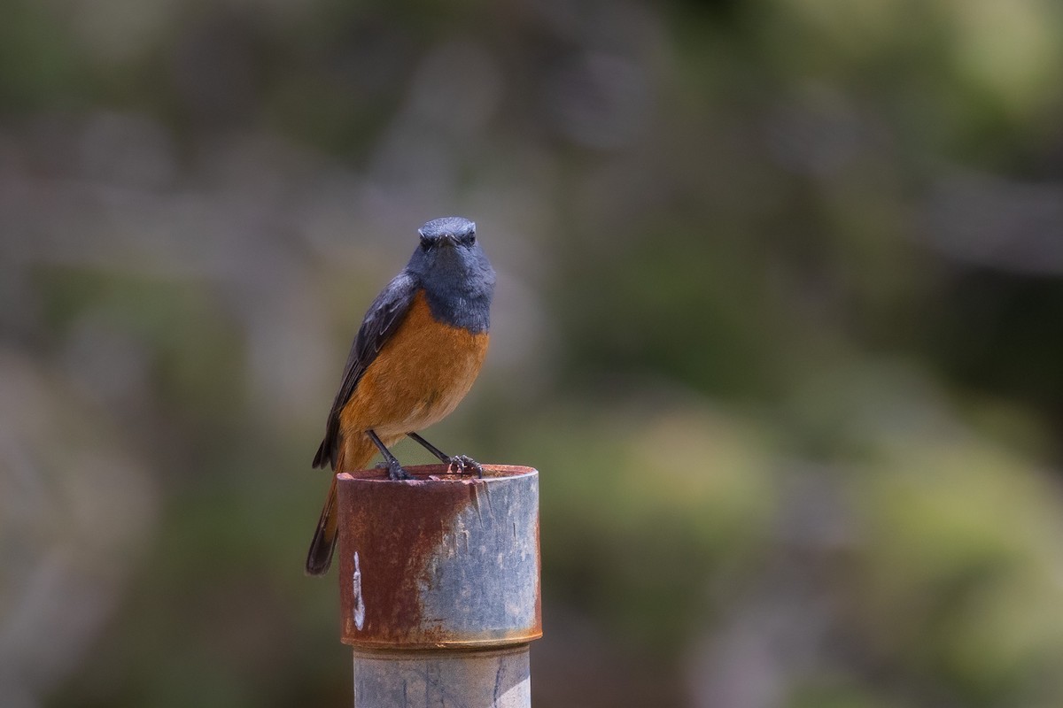 Little Rock-Thrush - ML582241911