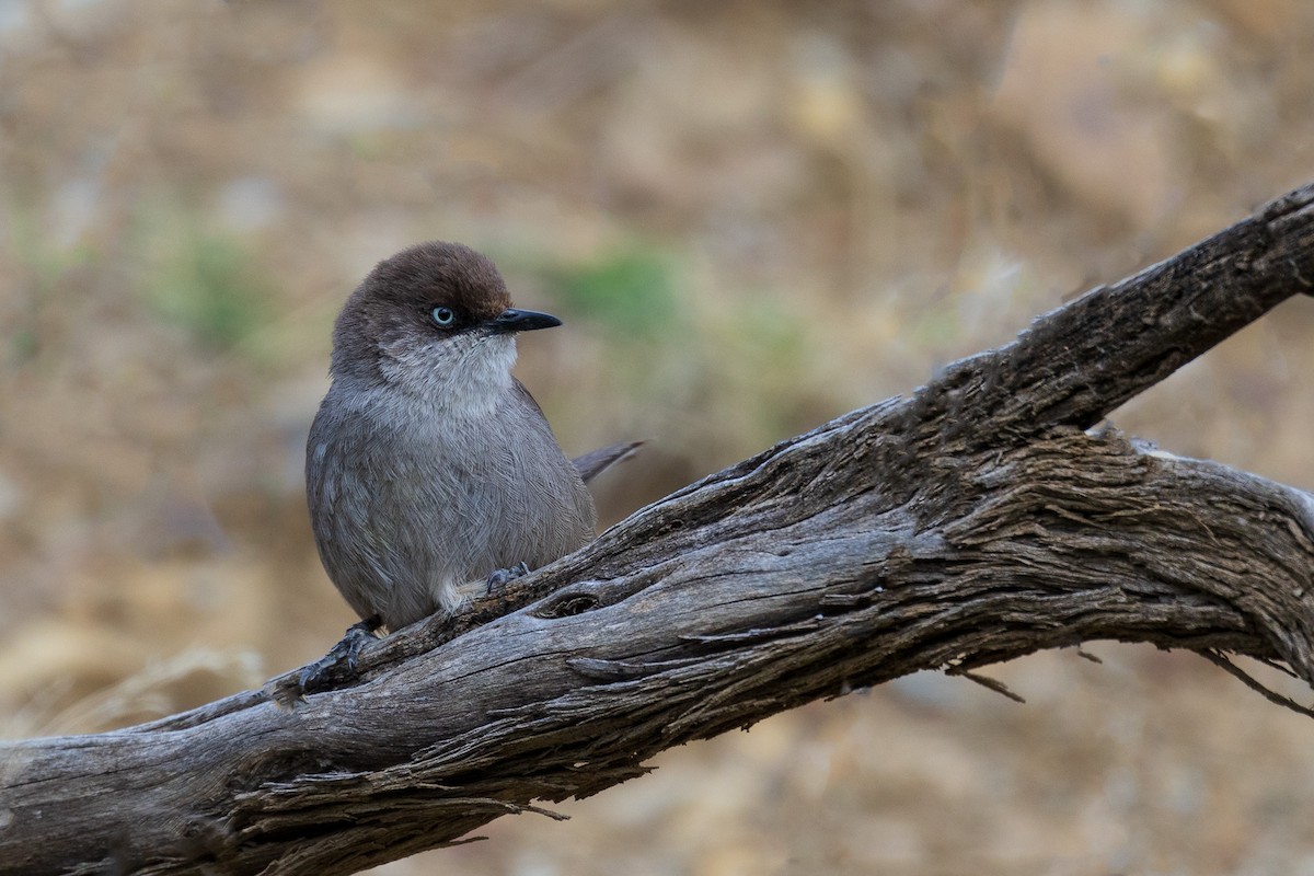 Yemen Warbler - Marcin Dyduch