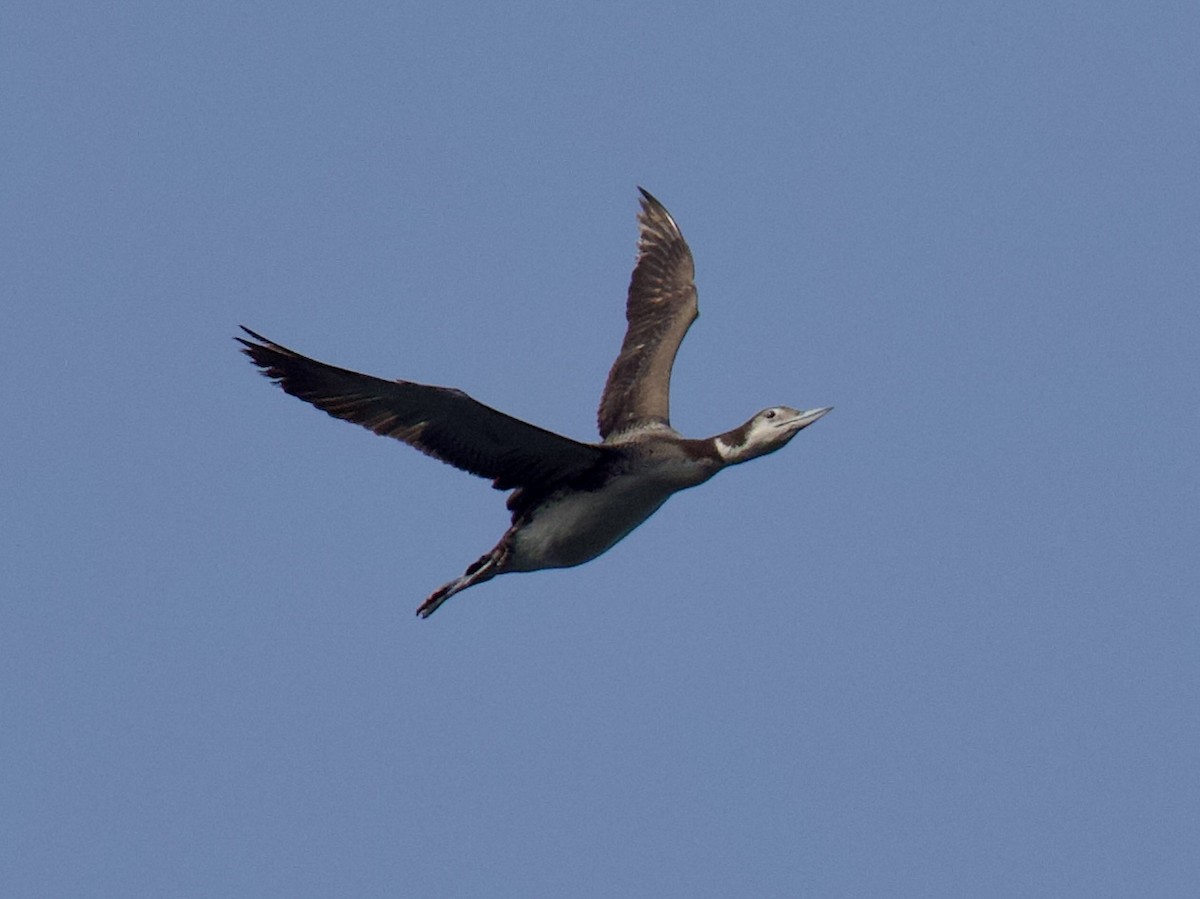 Common Loon - ML582242111