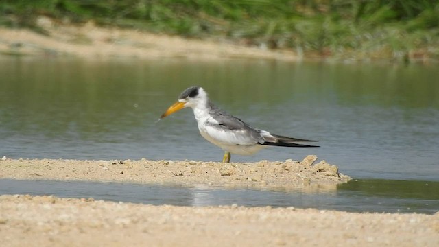 Large-billed Tern - ML582242541