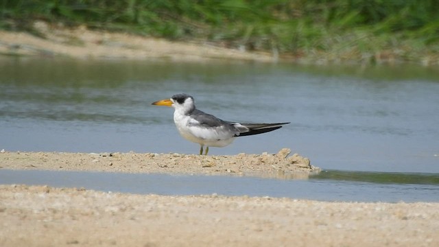 Large-billed Tern - ML582242601