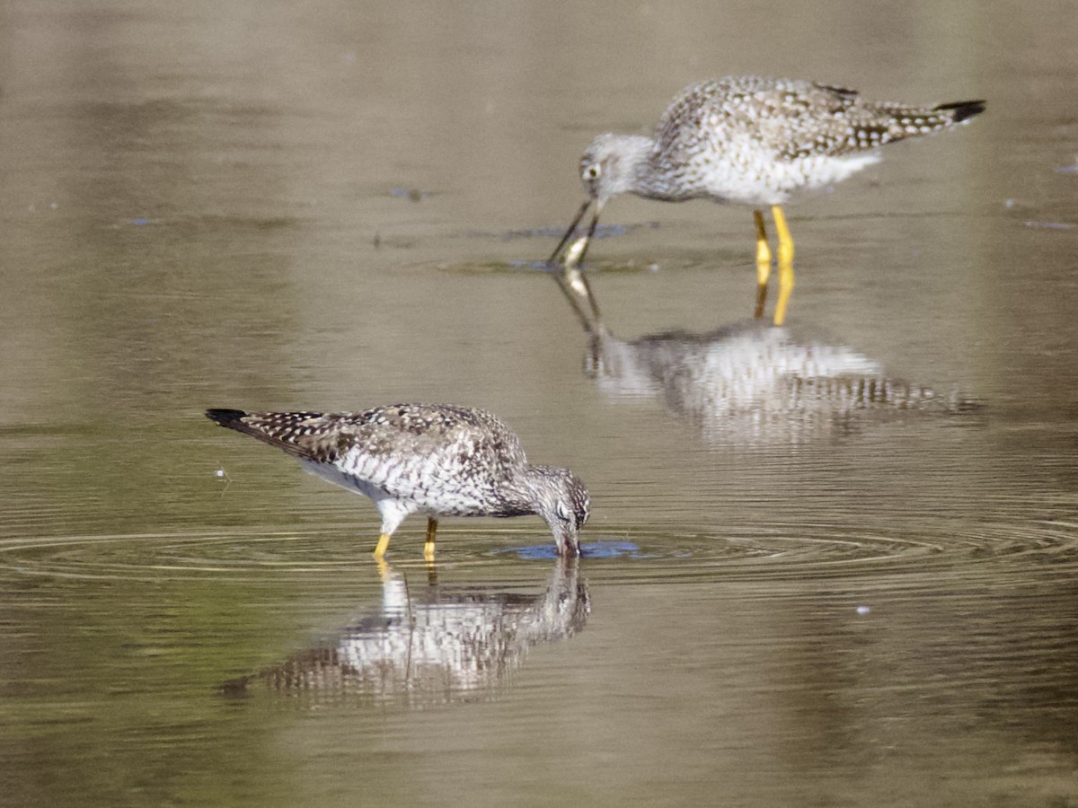 Greater Yellowlegs - ML582242871