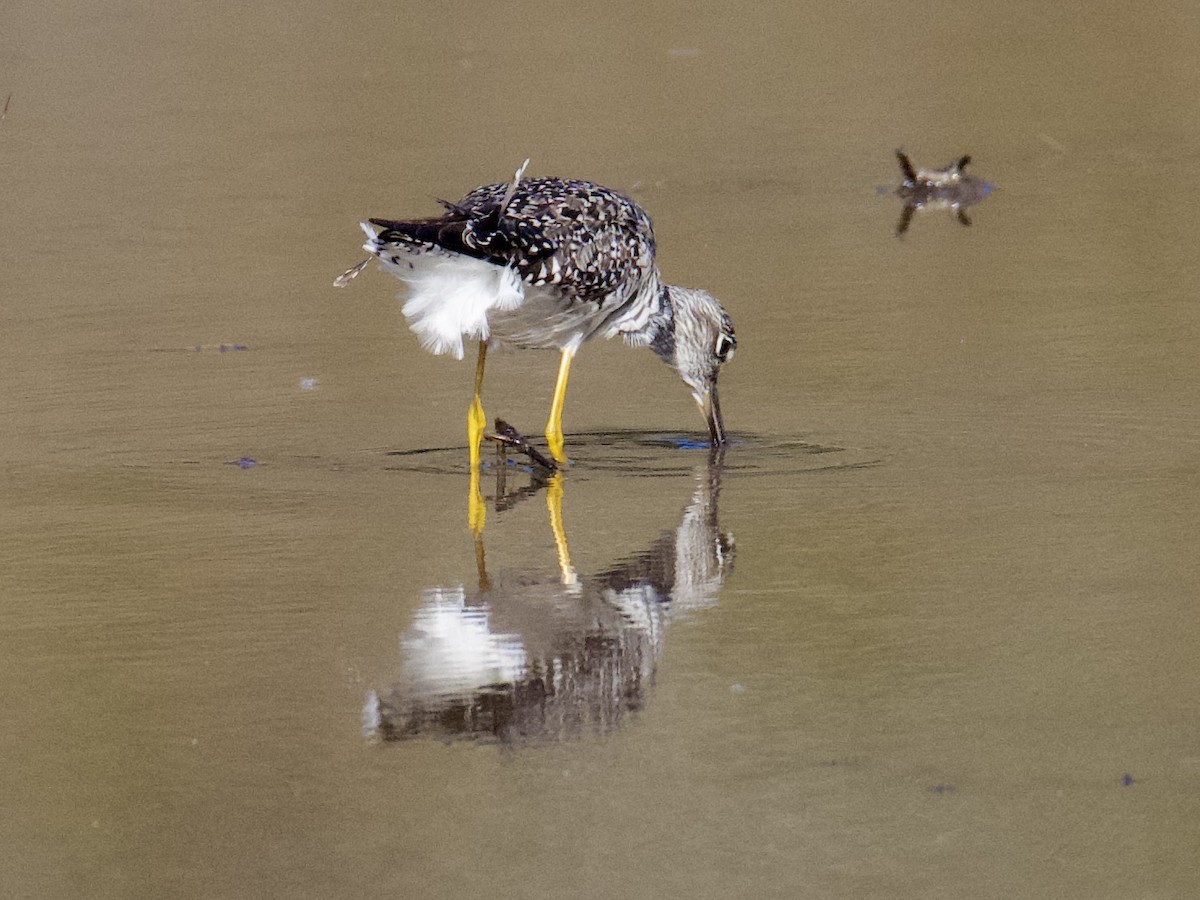 Greater Yellowlegs - ML582242881