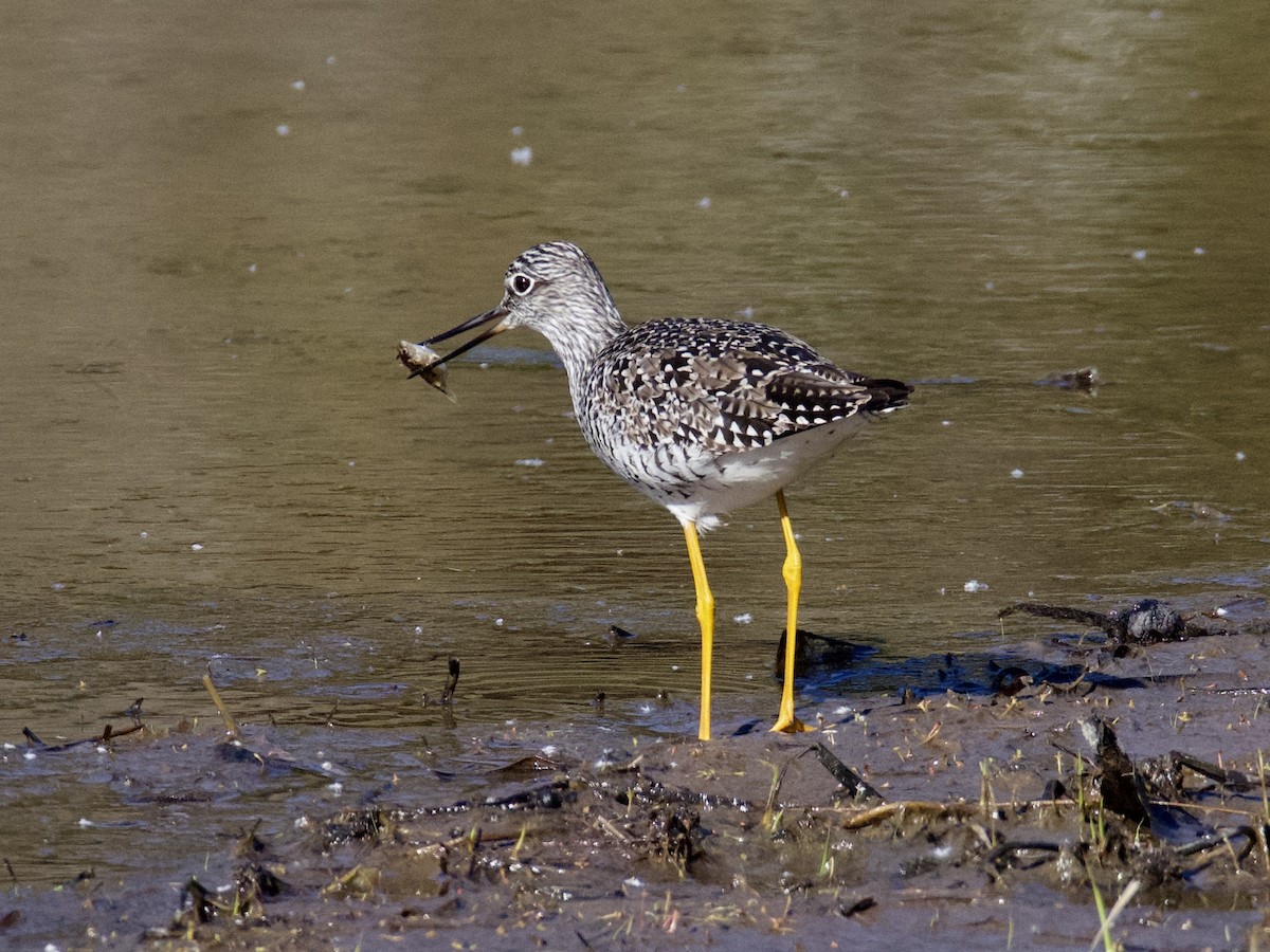 Greater Yellowlegs - ML582242891