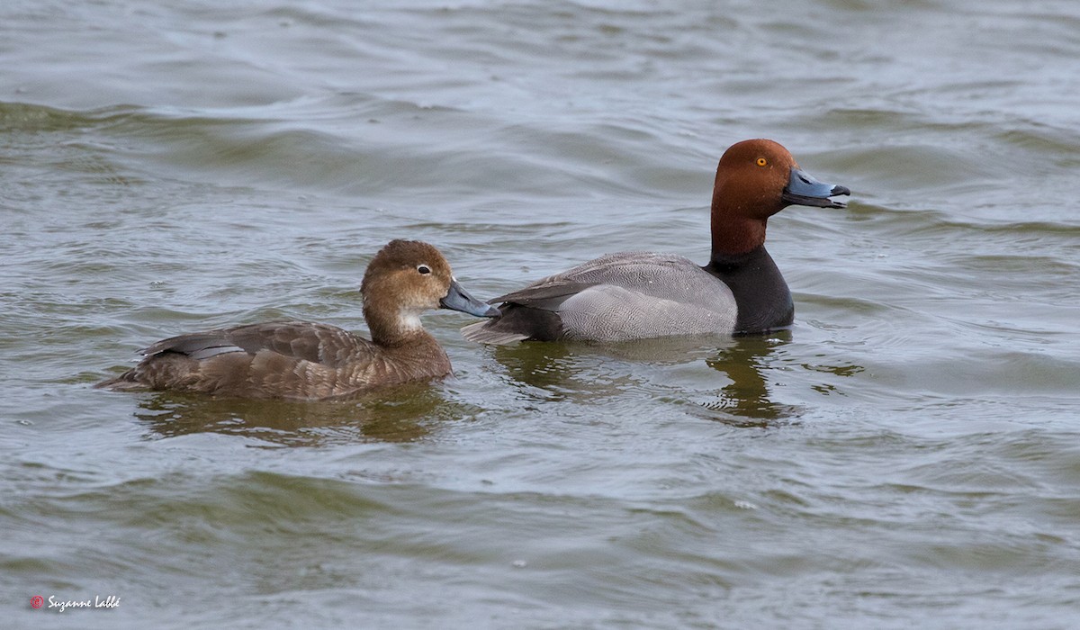 Redhead - ML58224301