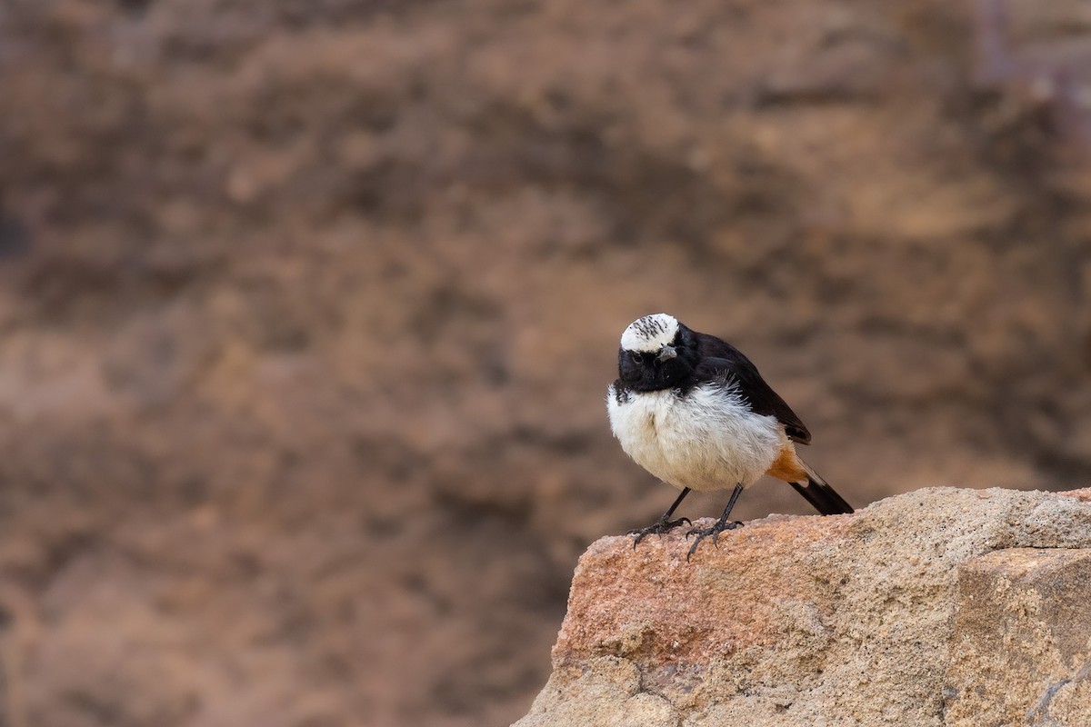 Arabian Wheatear - Marcin Dyduch