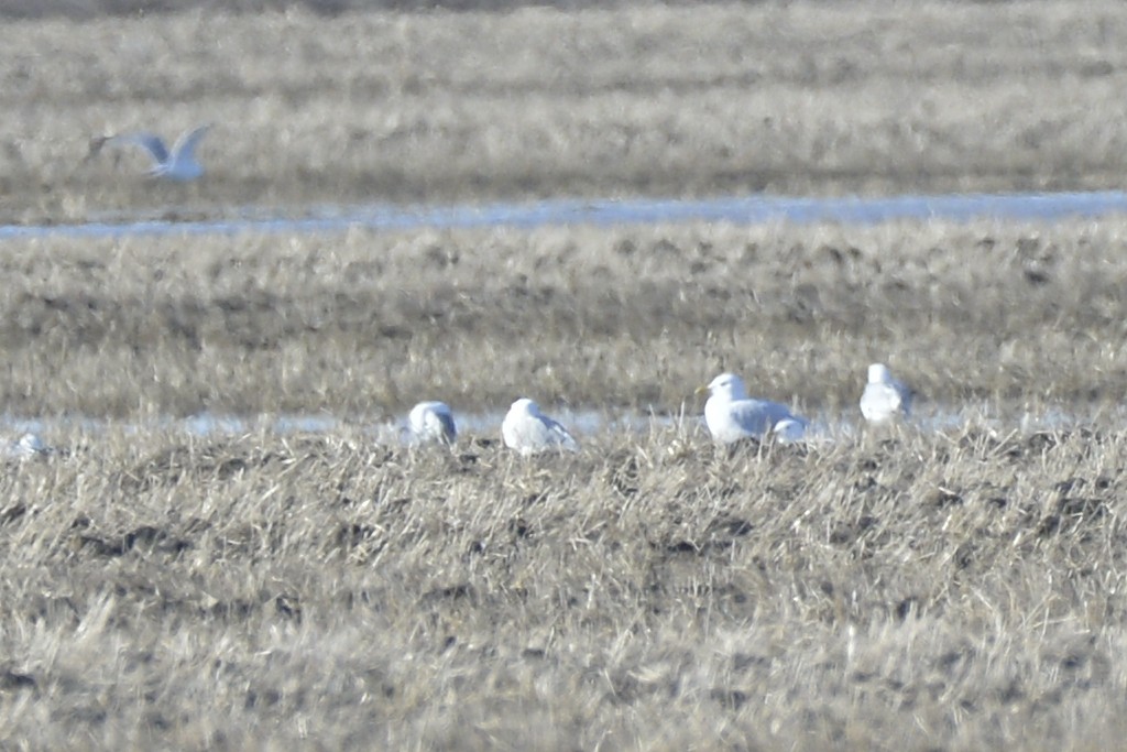 Glaucous Gull - ML582243381