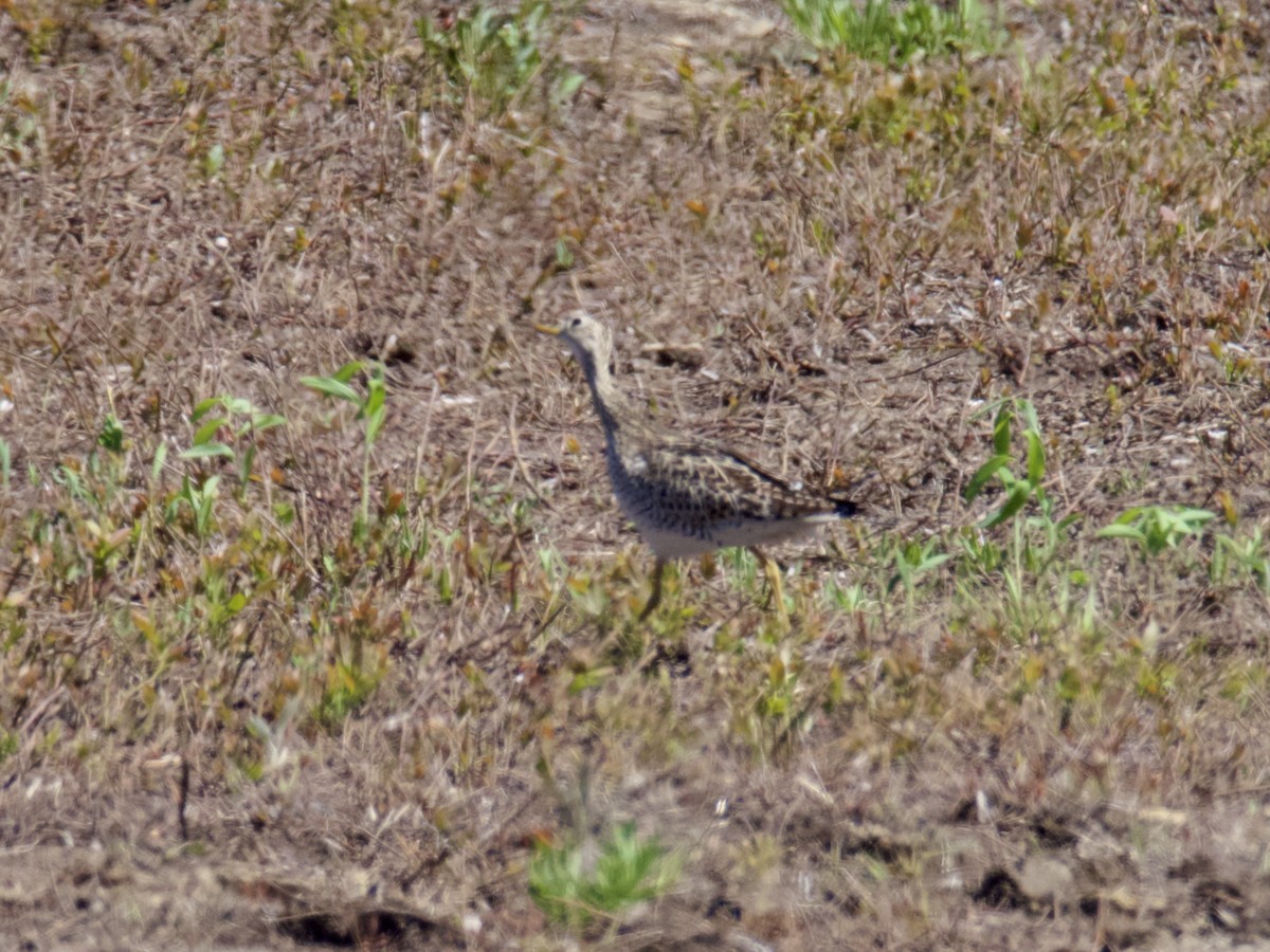 Upland Sandpiper - ML582244311