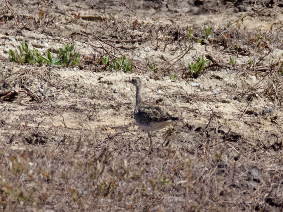 Upland Sandpiper - ML582244321