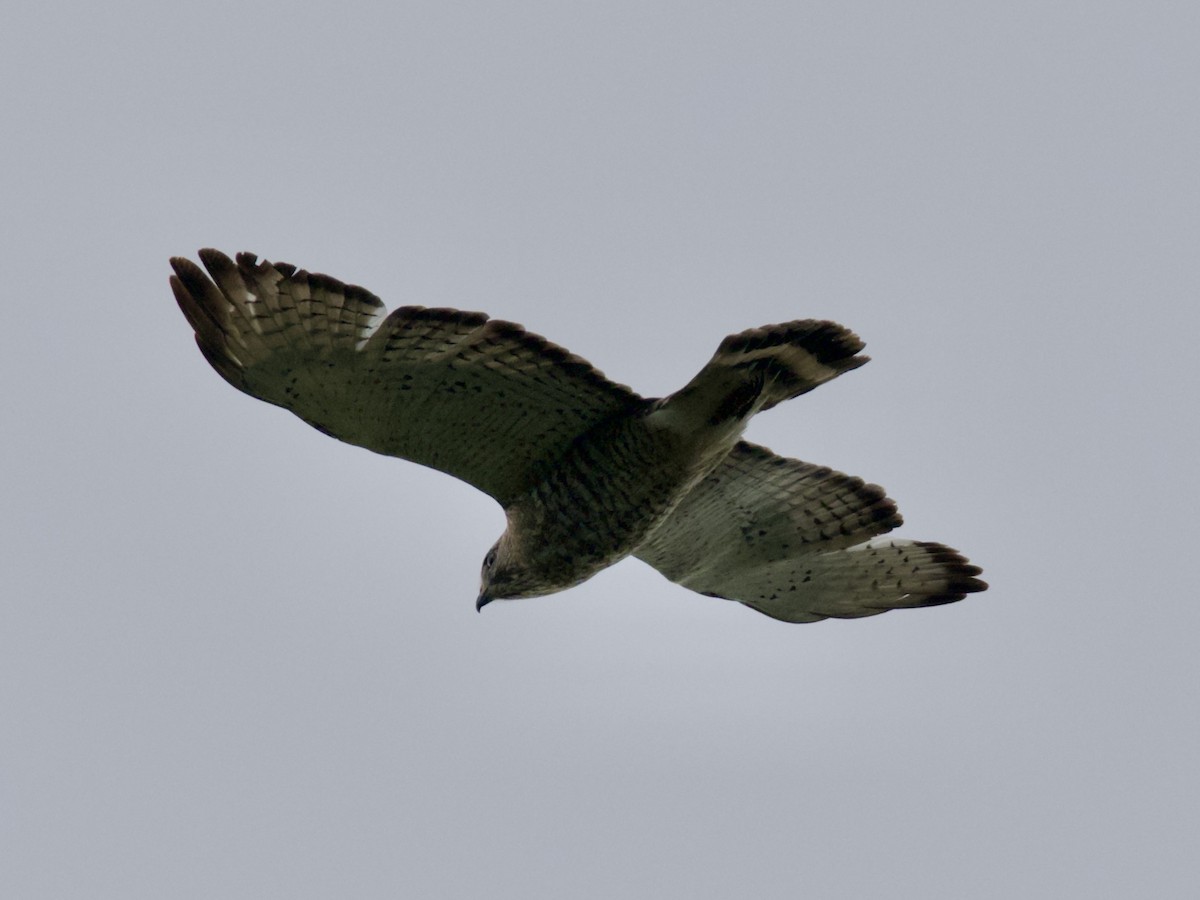 Broad-winged Hawk - ML582244461