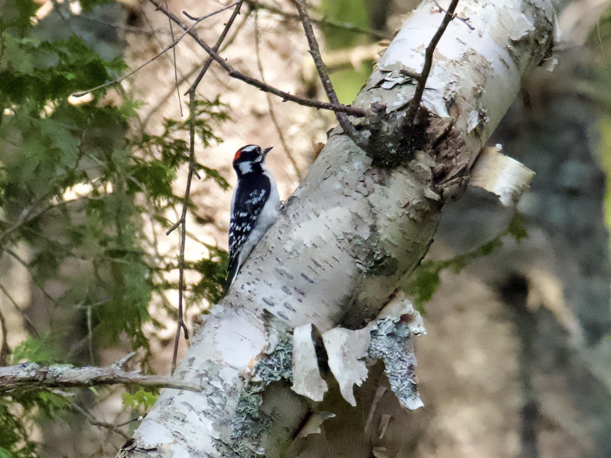 Downy Woodpecker - ML582244711