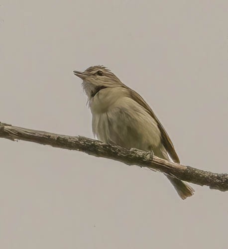 Warbling Vireo - ML582245031