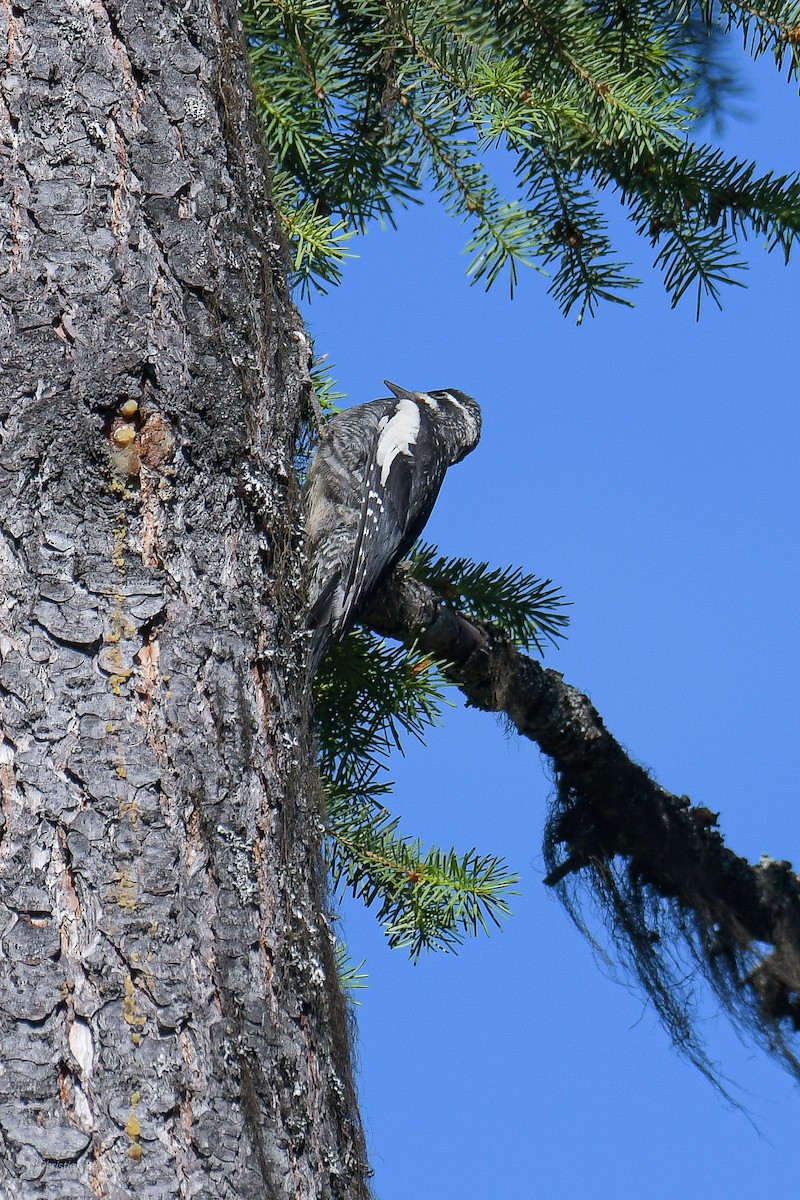 Williamson's Sapsucker - Christian Newton