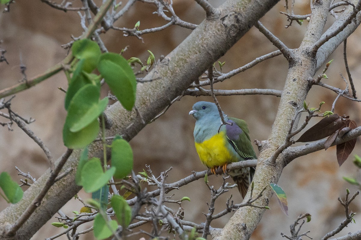 Bruce's Green-Pigeon - ML582245141