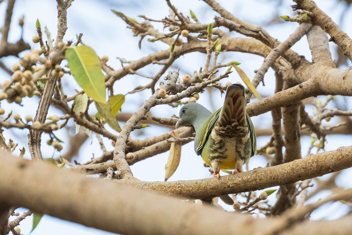 Bruce's Green-Pigeon - ML582245151