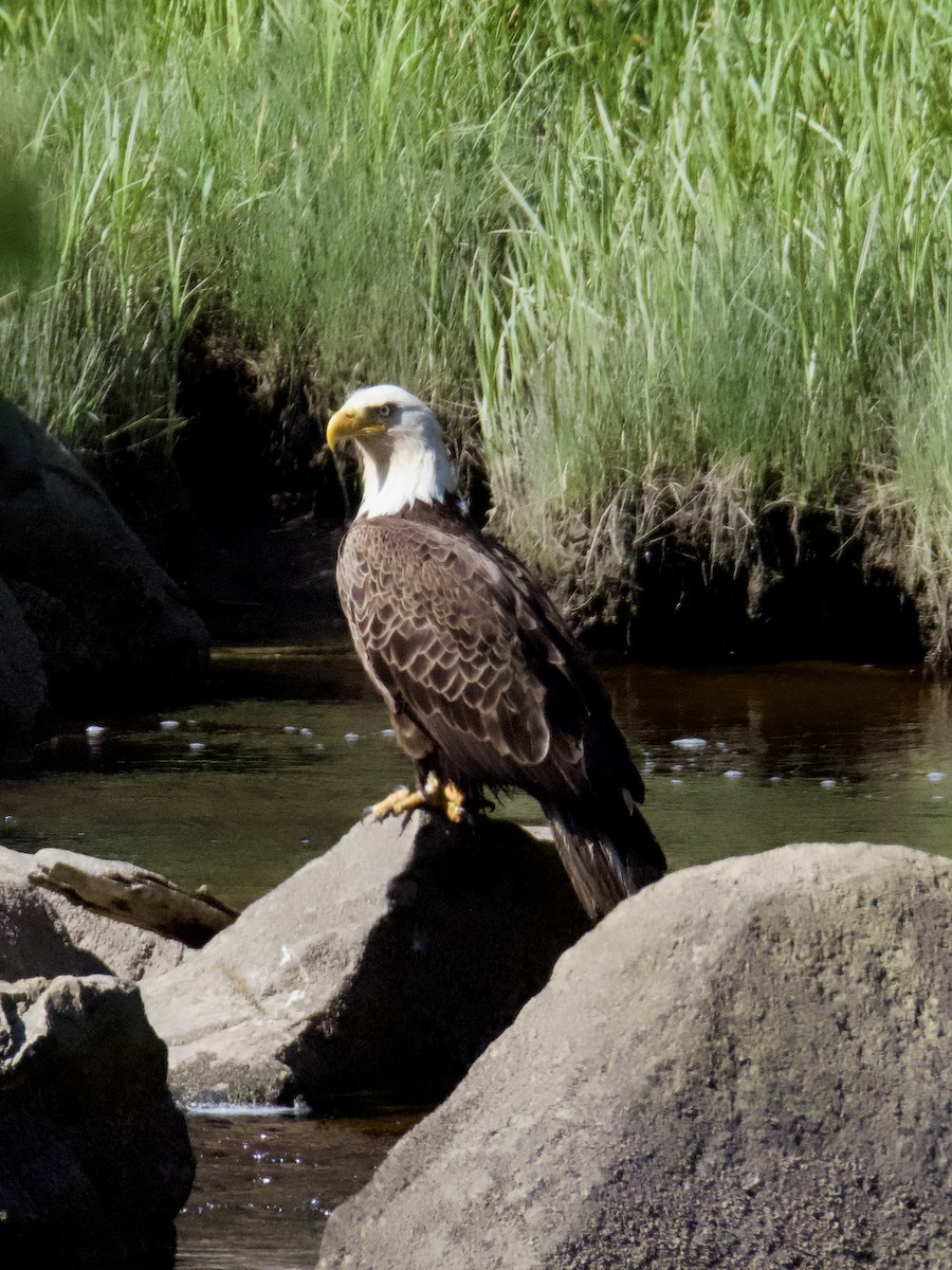 Bald Eagle - ML582245741