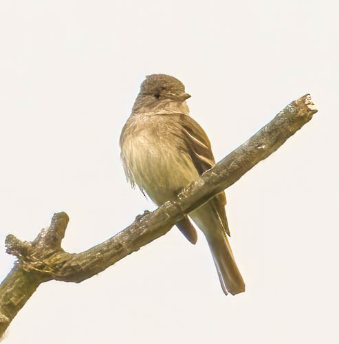 Willow Flycatcher - ML582245841