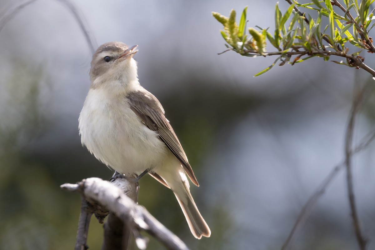 Warbling Vireo - ML582246101