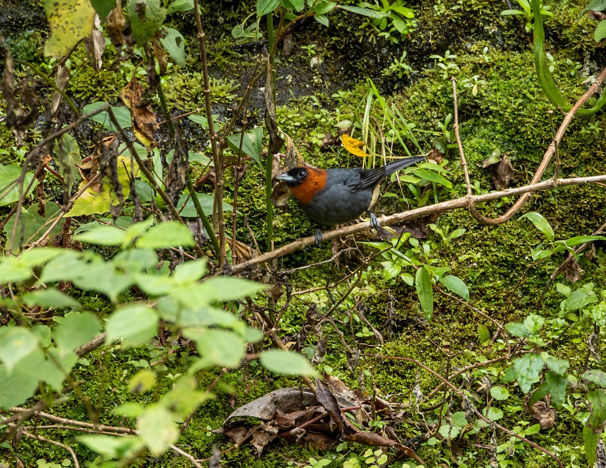 Chestnut-headed Tanager - ML582246371