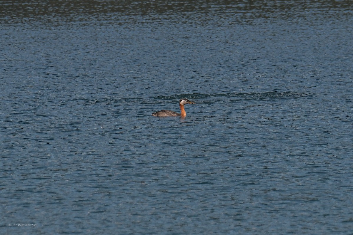 Red-necked Grebe - ML582246401