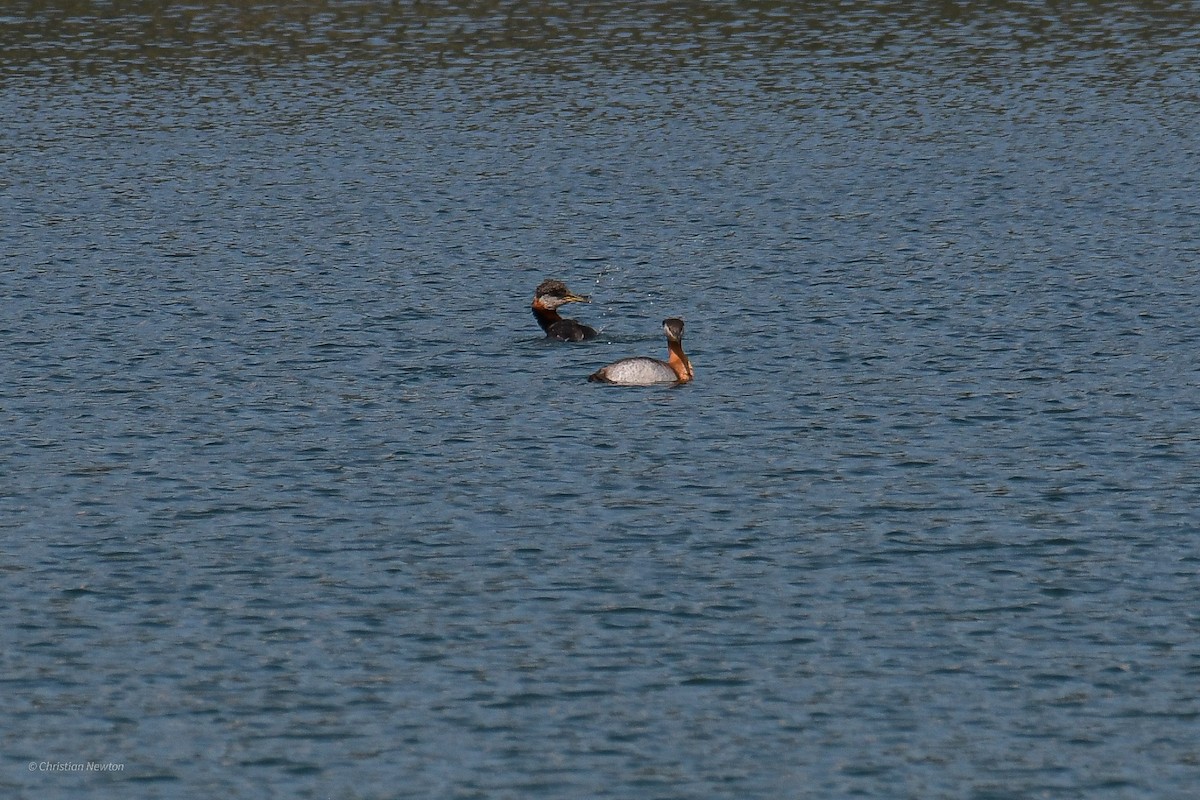 Red-necked Grebe - ML582246411